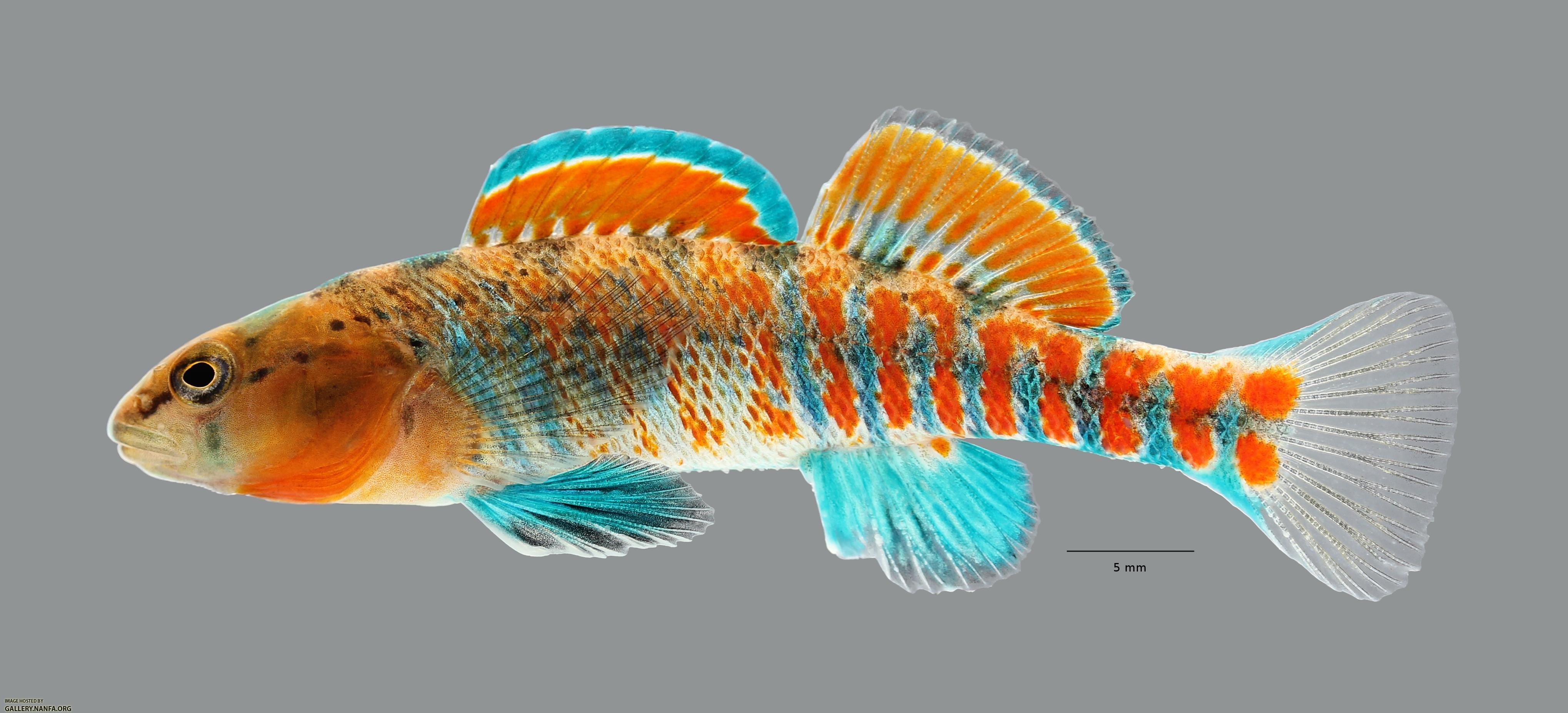 E. cf. spectabile 4090ws