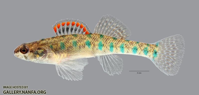 Etheostoma gracile Slough Darter 6961ws