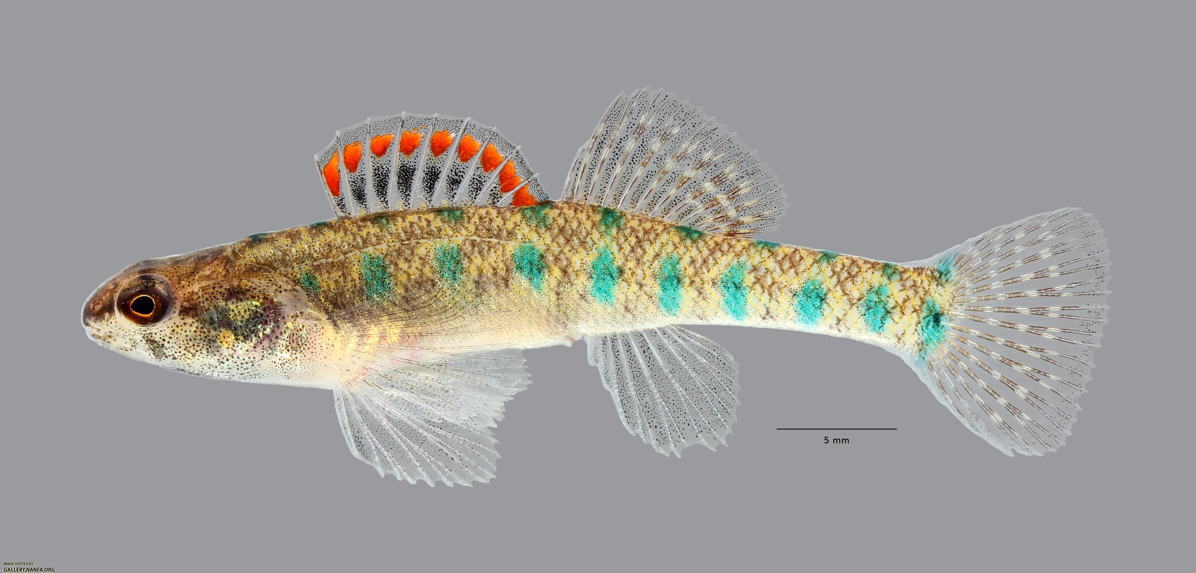 Etheostoma gracile Slough Darter 6961ws