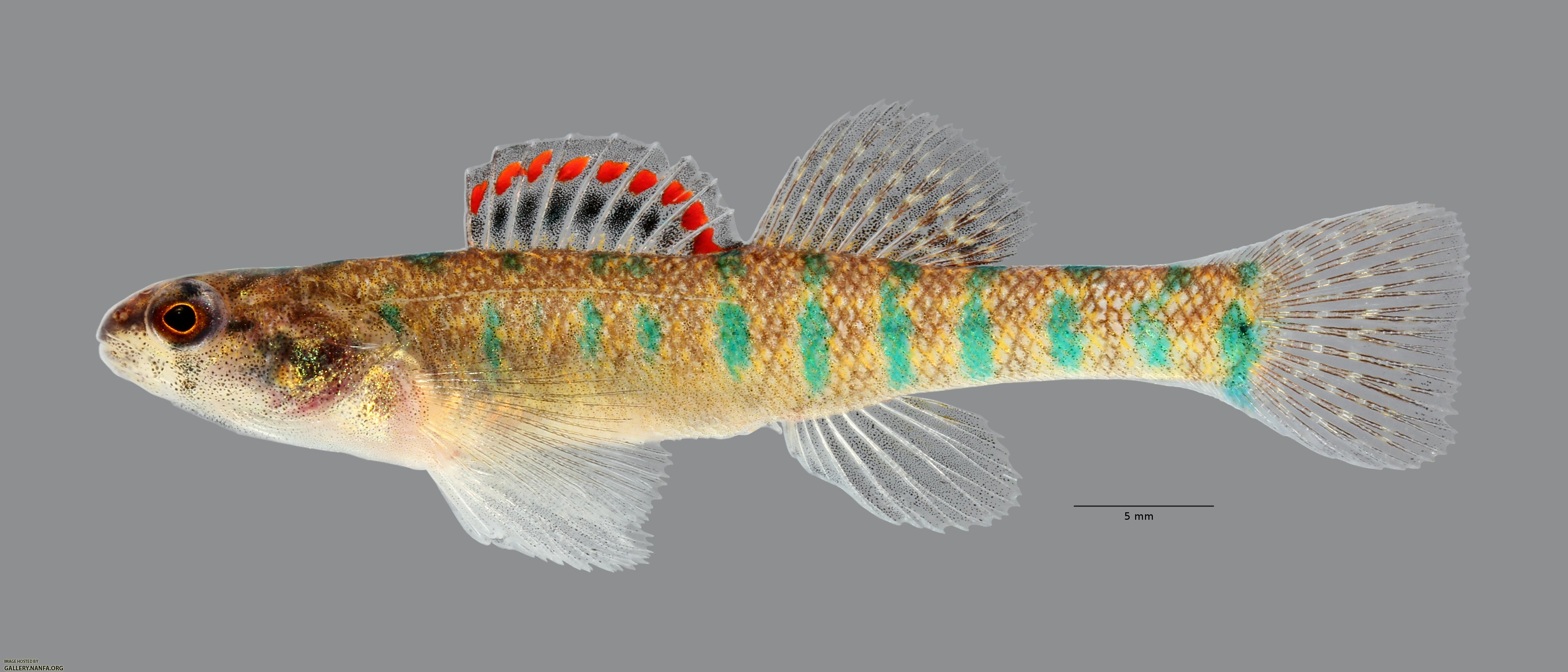 Etheostoma gracile Slough Darter 7125ws
