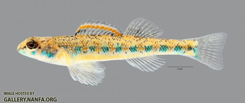 Etheostoma clinton Beaded Darter 7419ws