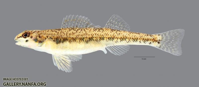 Etheostoma clinton Beaded Darter 7513ws
