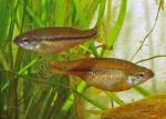 Goldbreast Splitfin - Ilyodon furcidens