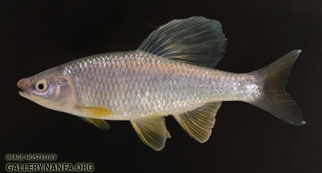 Cyprinella whipplei male10 by BZ