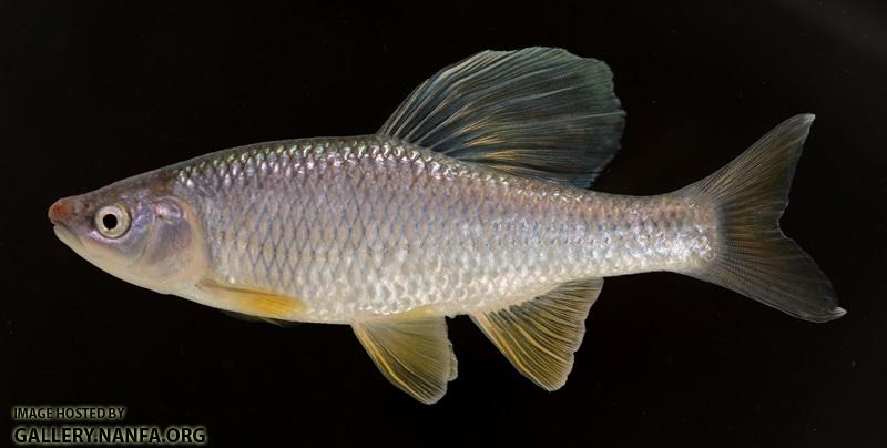 Cyprinella whipplei male11 by BZ
