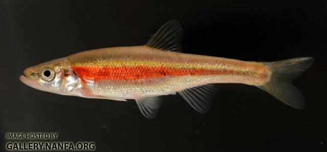 Clinostomus elongatus1 by BZ