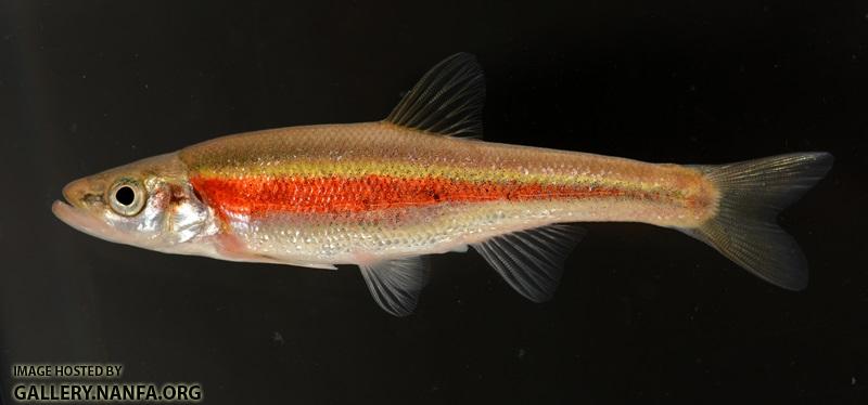 Clinostomus elongatus1 by BZ
