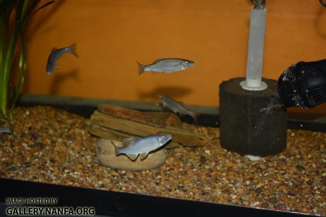 Cyprinella whipplei breeding set up1 by BZ