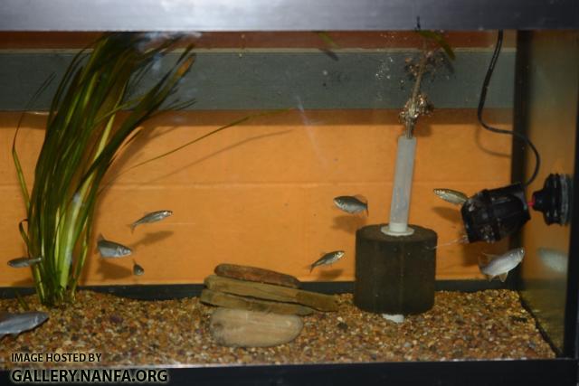 Cyprinella whipplei breeding set up2 by BZ