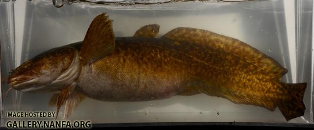 Lota lota1 Presque Isle Bay 8JAN2015 by BZ