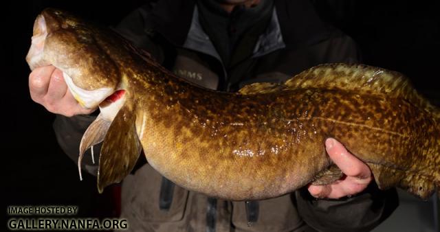 Lota lota6 Presque Isle Bay 8JAN2015 by BZ