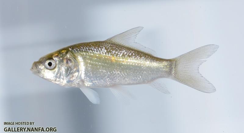 Ictiobus cyprinellus jv1  by BZ
