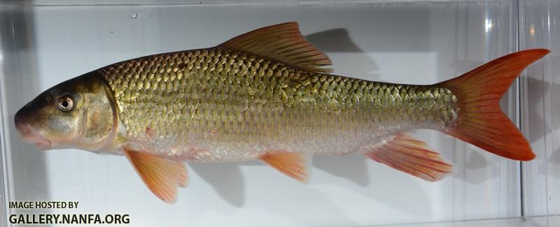 Moxostoma carinatum6 by BZ
