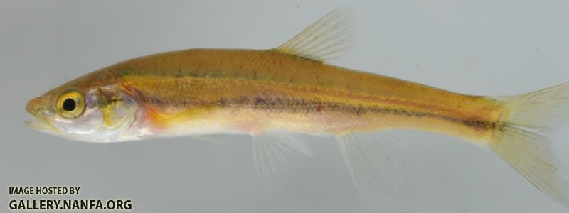 Clinostomus elongatusX Chrosomus erythrogaster1 by BZ