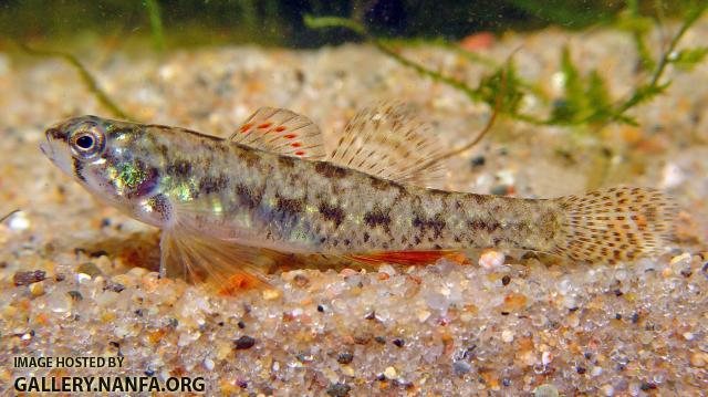 Least Darter1a