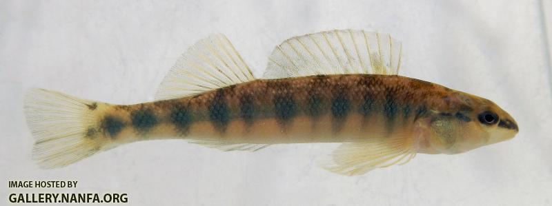 blackbanded darter 2