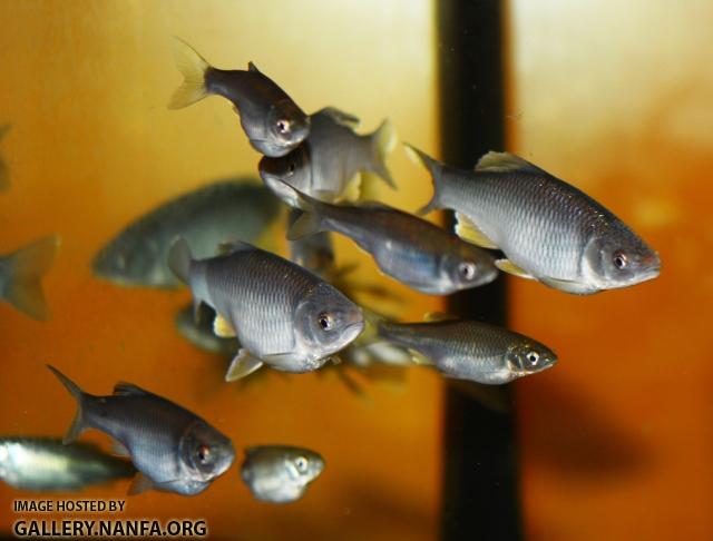 Breeding group2
