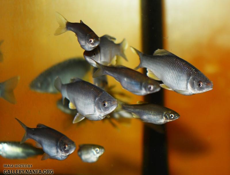 Breeding group2