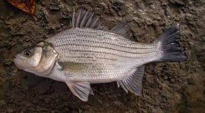 White Bass