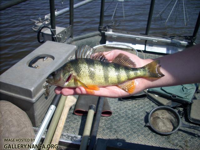 Yellow Perch4
