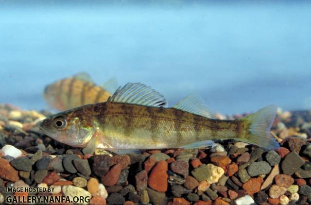 Yellow Perch2