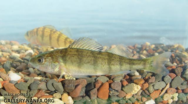Yellow Perch3