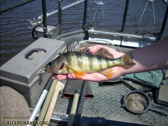 Yellow Perch5