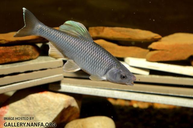 Cyprinella whipplei male10 by BZ