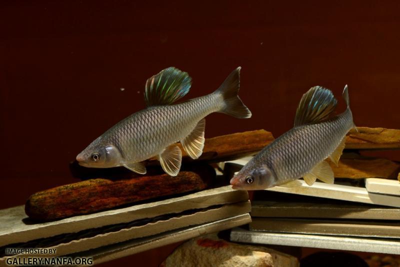 Cyprinella whipplei males sparing2 by BZ