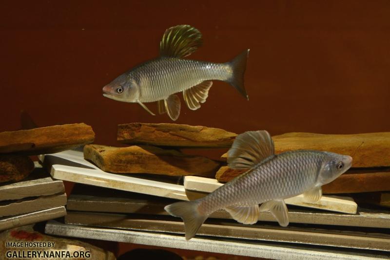 Cyprinella whipplei males sparing10 by BZ