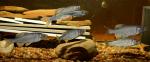 Cyprinella whipplei spawning group by BZ