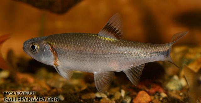 Luxilus zonistius1 Sutton Mill Creek GA 30APR2016 by BZ
