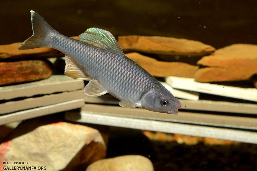Cyprinella whipplei male10 by BZ