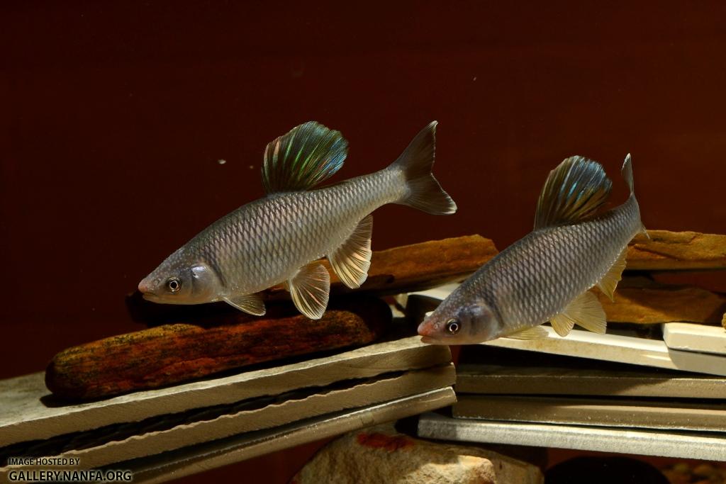 Cyprinella whipplei males sparing2 by BZ
