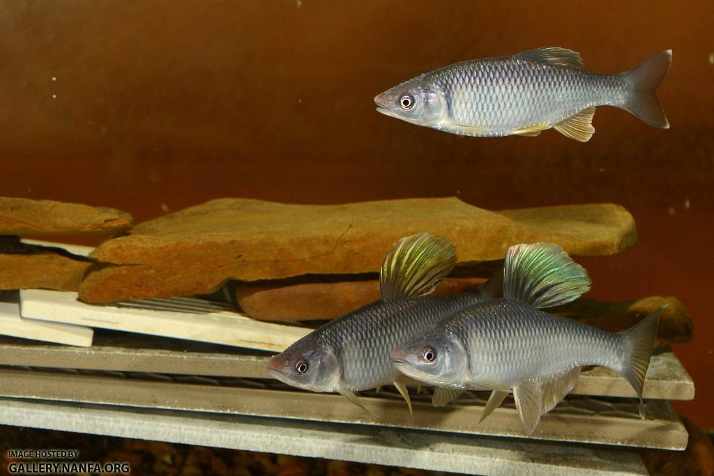 Cyprinella whipplei males sparing5 by BZ