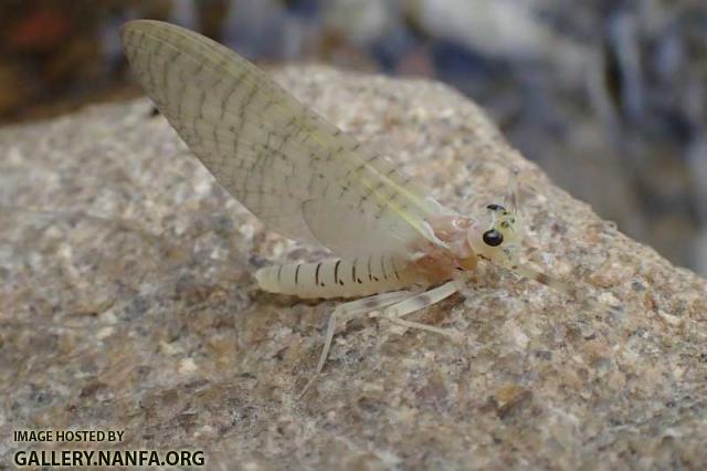 mayfly