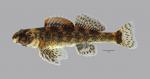 Etheostoma histrio Harlequin Darter 540WS