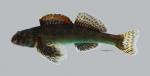 Etheostoma histrio Harlequin Darter726WS