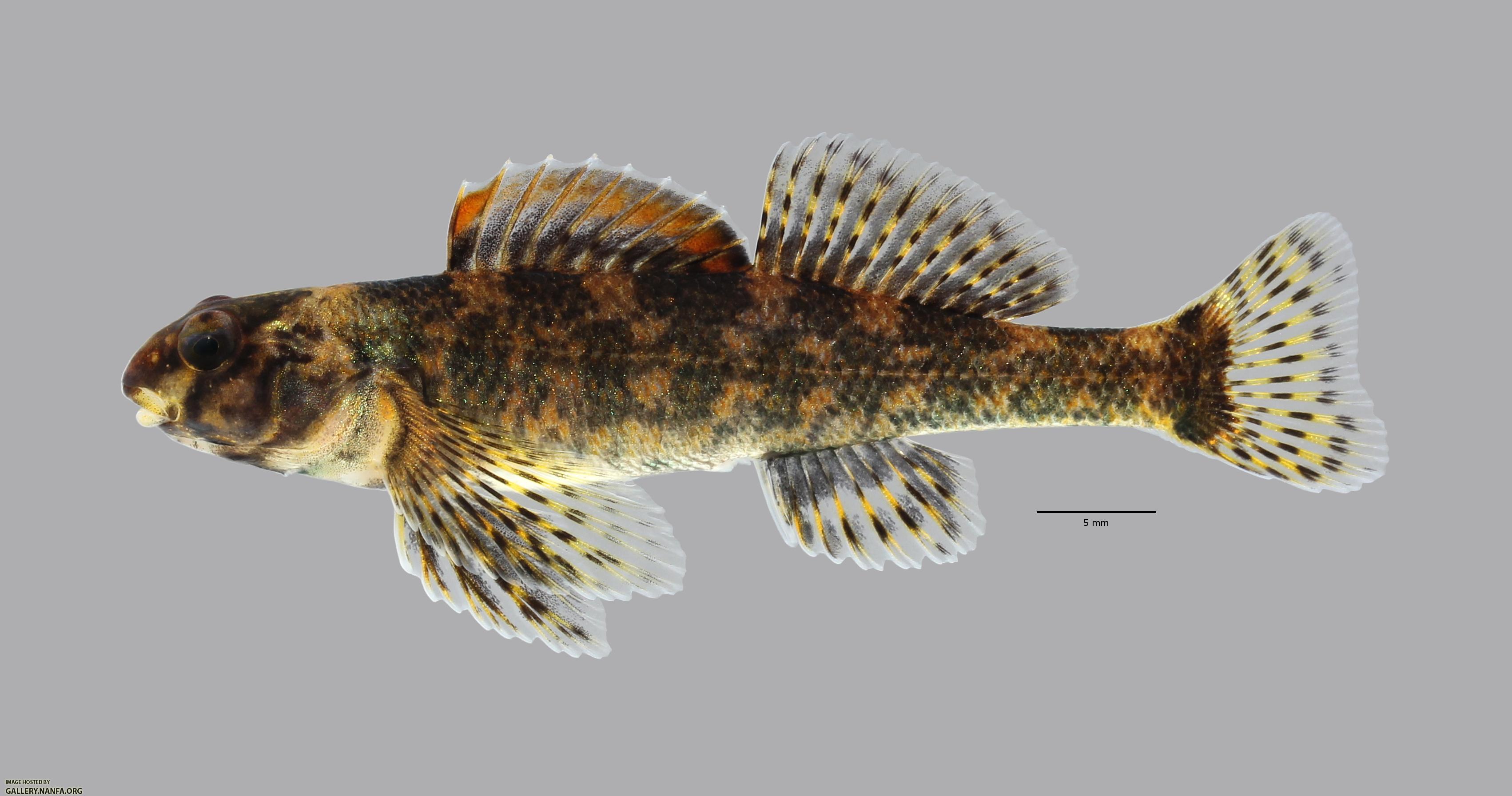 Etheostoma histrio Harlequin Darter 540WS