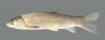 Ctenopharyngodon idella Grass Carp5599WS