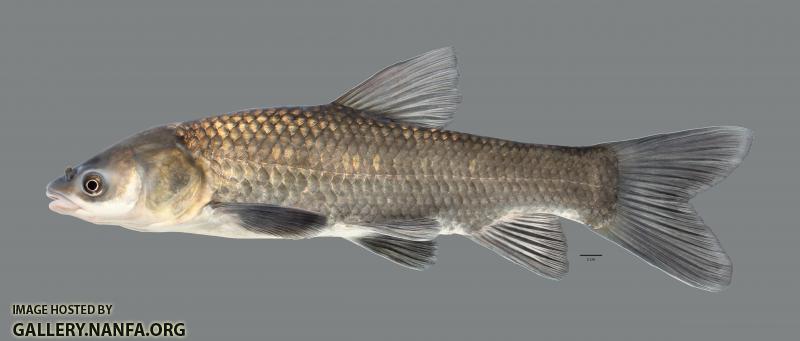 Mylopharyngodon piceus Black Carp5543WS