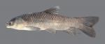 Mylopharyngodon piceus Black Carp5571WS