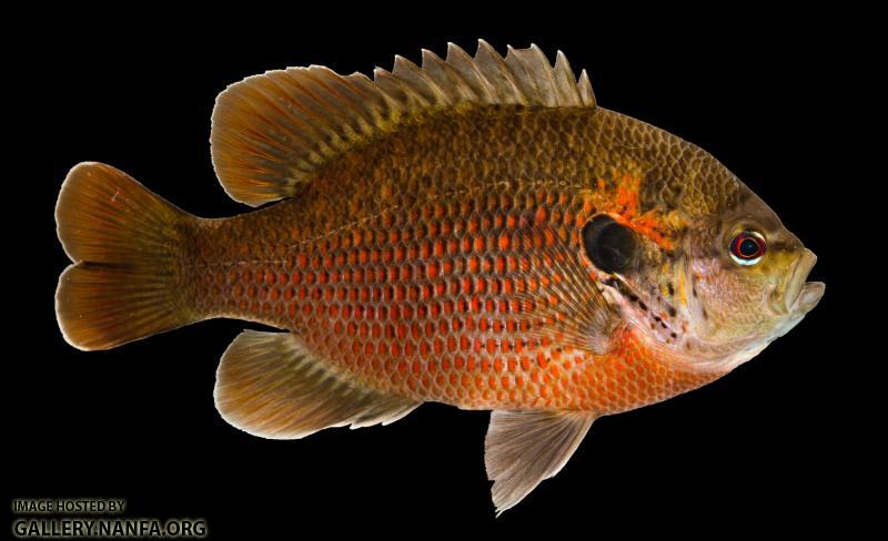 Redspotted Sunfish