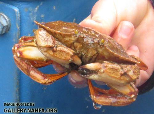 boat crab 4