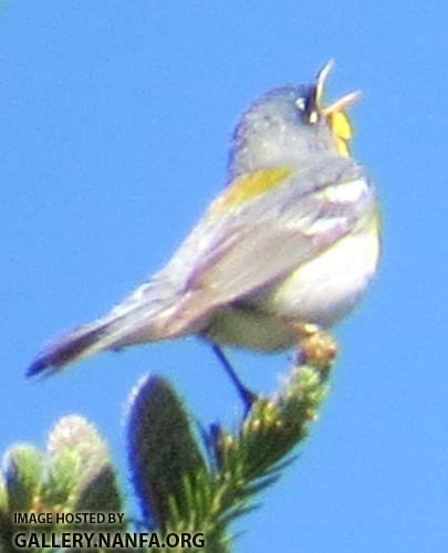 Pittsburgh Parula
