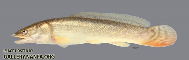 Amia calva Bowfin2629ws