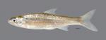 Hybognathus hayi Cypress Minnow2906ws