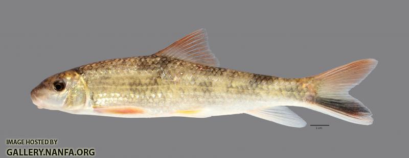 Moxostoma poecilurum Blacktail Redhorse2556ws