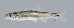 Notropis greenei Wedgespot Shiner3679ws