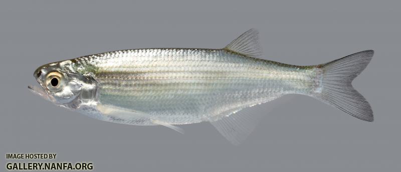 Hiodon alosoides Goldeye5100